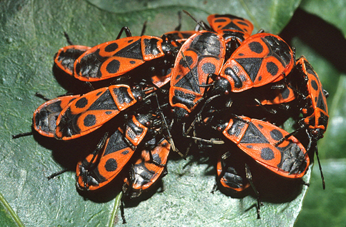 punaises rouges