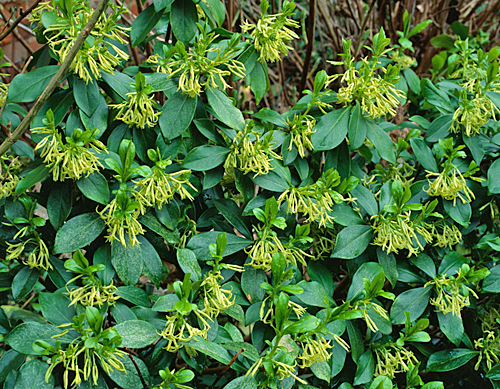 Daphne laureola MAP 5936 CNI