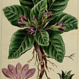 Gravure mandragore officinale 1816