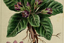 Gravure mandragore officinale 1816