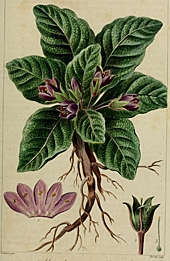 Gravure mandragore officinale 1816