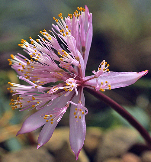 Haemanthus barkerae MAP ADE 091201014