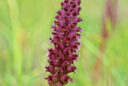 Lachenalia elegans MAP ADE GIP141015020