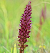 Lachenalia elegans MAP ADE GIP141015020