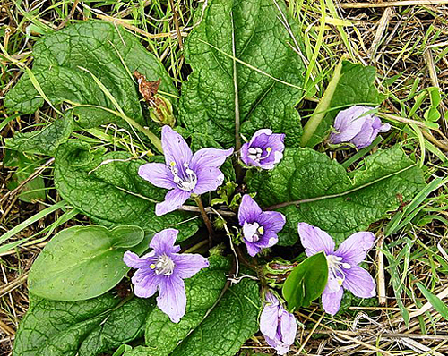 Mandragora autumnalis Floraison