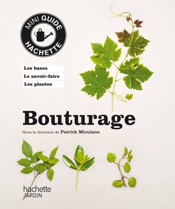 bouturage des plantes