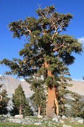 Pinus balfouriana