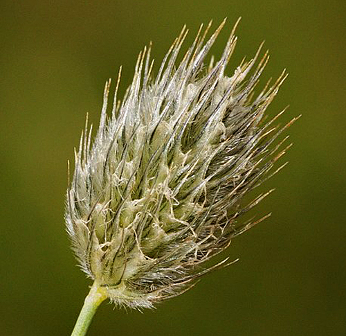 Alopecurus alpinus