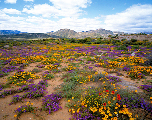 Annuelles Namaqualand MAP ADE GIP0089257