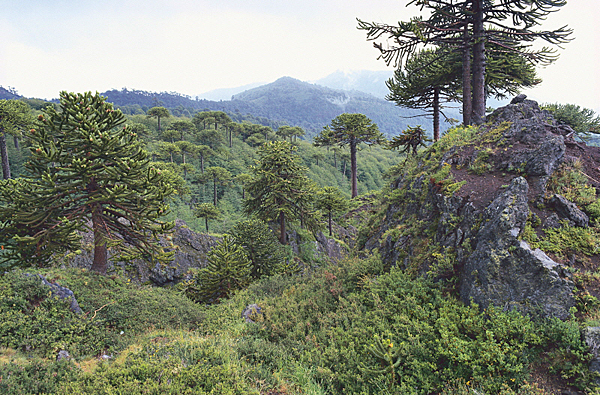 Araucaria Chili MAP ADE 080401168