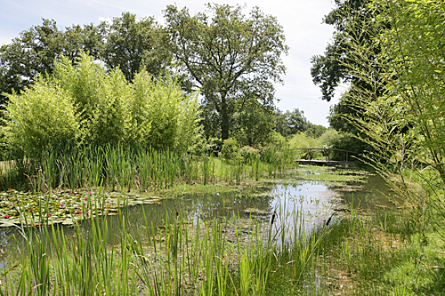 Bambou Bassin Jardin Loriot Mioulane MAP NPM 850328464