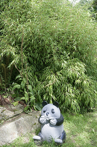 Bambou Panda Mioulane MAP NPM 850328435