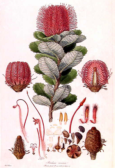 Banksia coccinea Illustrationes Florae Novae Hollandiae plate 3