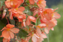 Begonia California Sunlight Grosplan