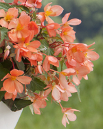 Begonia California Sunlight Grosplan