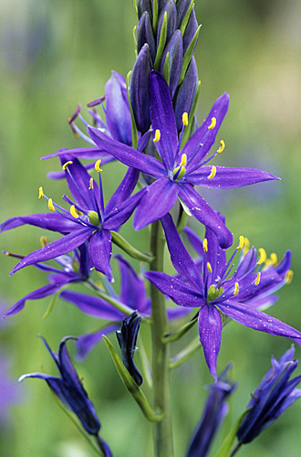 Camassia MAP ADE GIP0087666