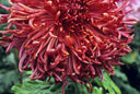 Chrysantheme Ami Charles Souchet MAP ADE GIP0079737
