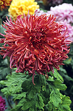 Chrysantheme Ami Charles Souchet MAP ADE GIP0079737