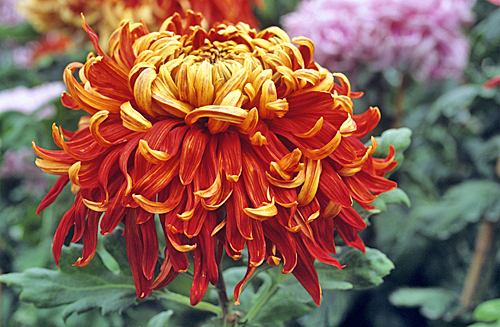 Chrysantheme Biterre MAP ADE GIP0099050