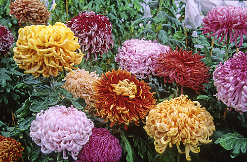 Chrysantheme Collection Conservatoire MAP ADE GIP141020016