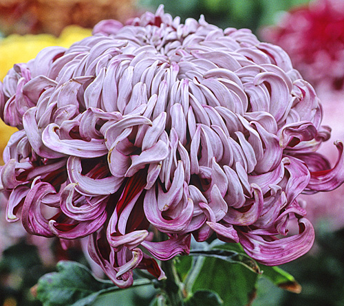 Chrysantheme Gigi Loriaud MAP ADE GIP141020015