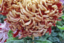 Chrysantheme Gloria Deo MAP ADE GIP141020027