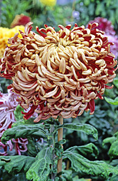 Chrysantheme Gloria Deo MAP ADE GIP141020027