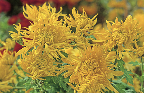 Chrysantheme Golden Boy MAP ADE GIP141020014