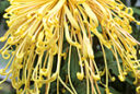 Chrysantheme Kishinoni MAP ADE GIP0098829