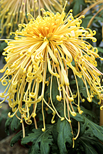 Chrysantheme Kishinoni MAP ADE GIP0098829