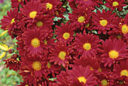 Chrysantheme Le Luat MAP ADE GIP0093438