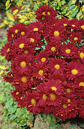 Chrysantheme Le Luat MAP ADE GIP0093438