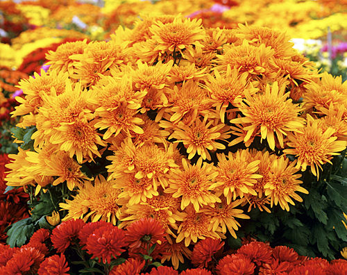 Chrysantheme MAP ADE GIP0098836