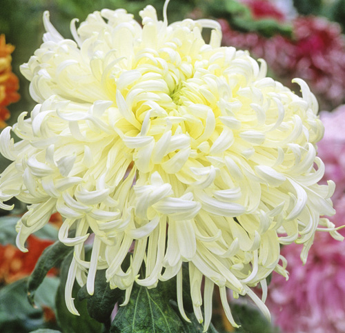 Chrysantheme Penthesilee MAP ADE GIP141020005