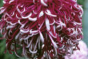 Chrysanthemum Lily Callen