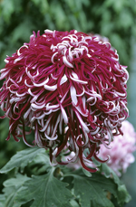Chrysanthemum Lily Callen