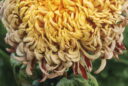 Chrysanthemum Mr Jean Gieules map-photos.com