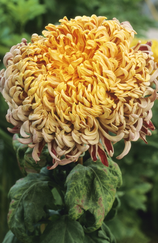 FLEUR SOLAIRE CHRYSANTHEME –