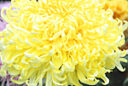 Chrysanthemum Shirley Primrose MAP ADE GIP0098827
