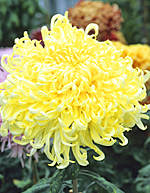 Chrysanthemum Shirley Primrose MAP ADE GIP0098827