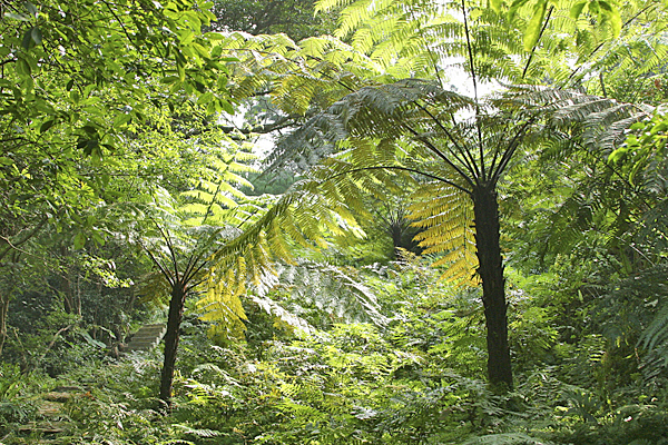 Cyathea Mioulane MAP NPM 90150951