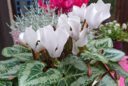 Cyclamen Decora Blanc Mioulane