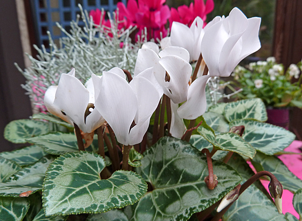 Cyclamen Decora Blanc Mioulane