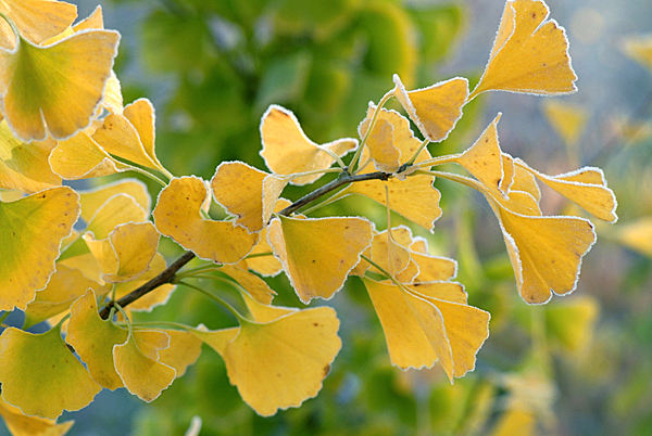 Ginkgo Automne ADE MAP061106333