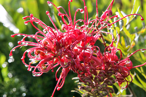 Grevillea Juniperina Mioulane MAP NPM 850317032