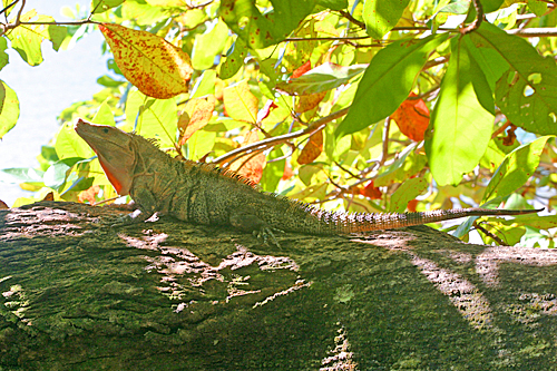 Iguane Ctenosaura Mioulane MAP 021332564