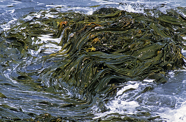 Kelp-Algue AGU MAP070226150