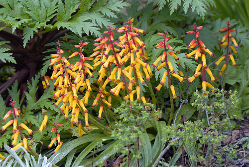 Lachenalia aloides MAP ADE 070305242