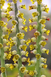 Lachenalia mutabilis MAP ADE 080417335