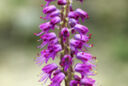 Lachenalia splendida MAP ADE 090205046
